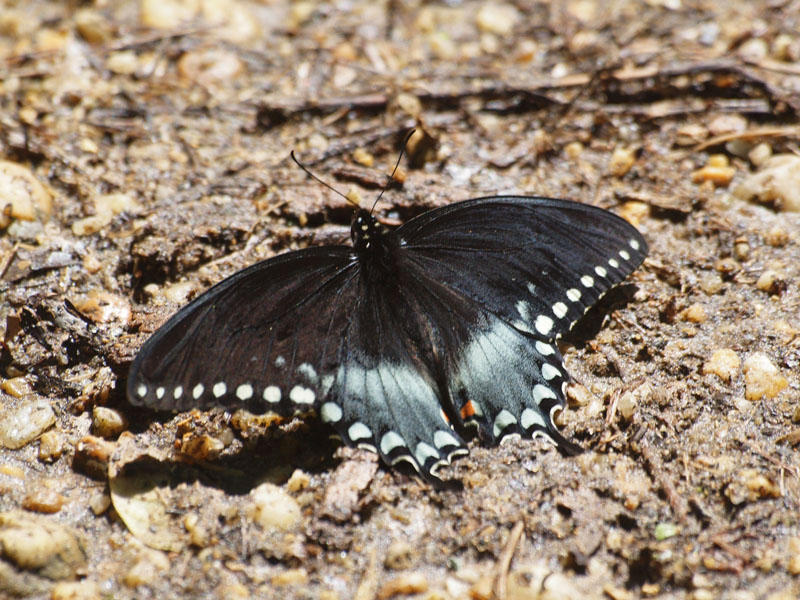 Spicebush Swallowtail butterfly, I think