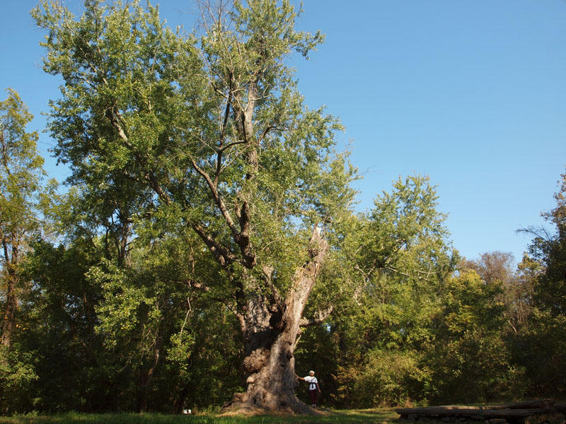 The historic silver maple tree at Lock 26