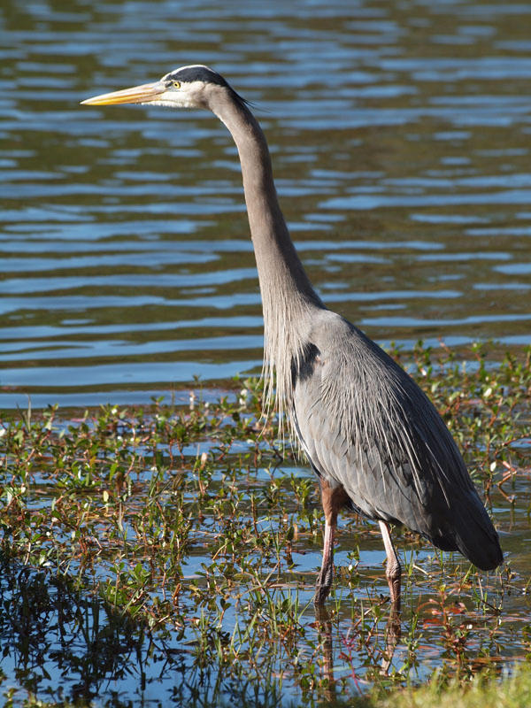 Great Blue Heron