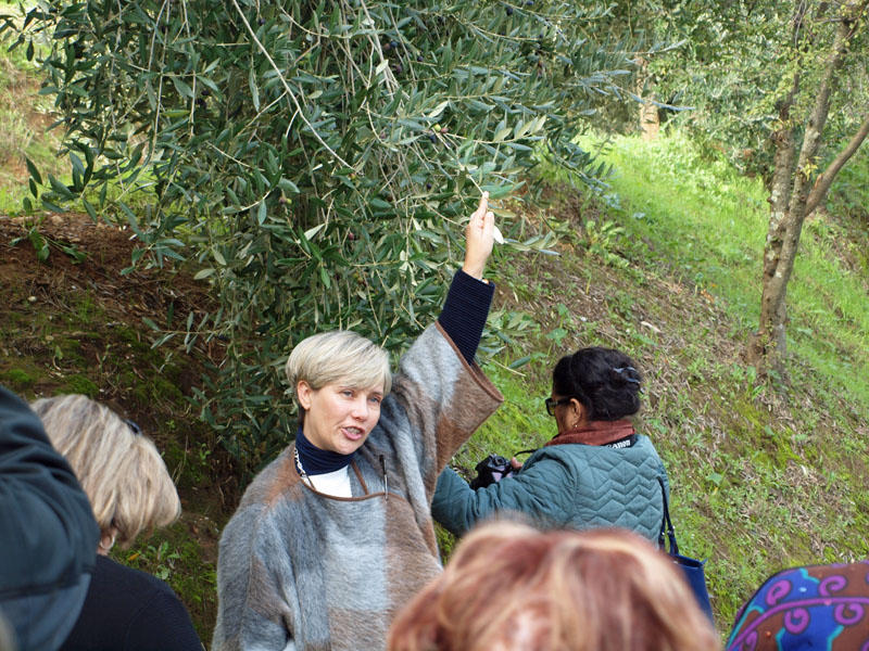 The olive tree - near Lucca, Tuscany