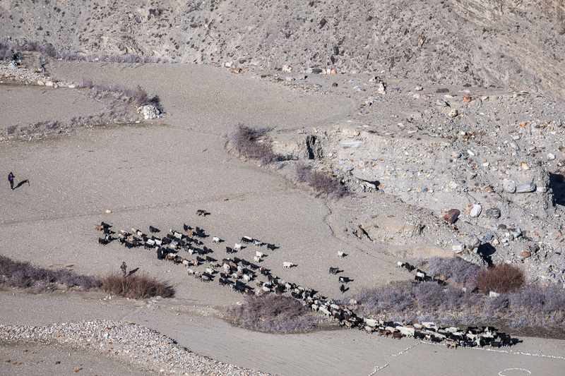 Herding sheep and goats - Yamchun