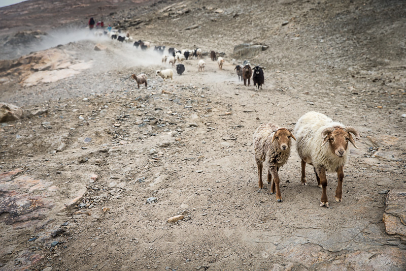 Herding sheep and goats - Zong