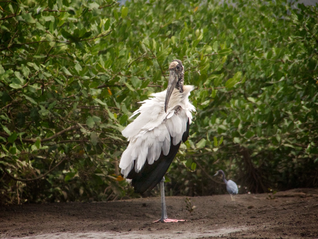 Wood Stork and Little Blue Heron