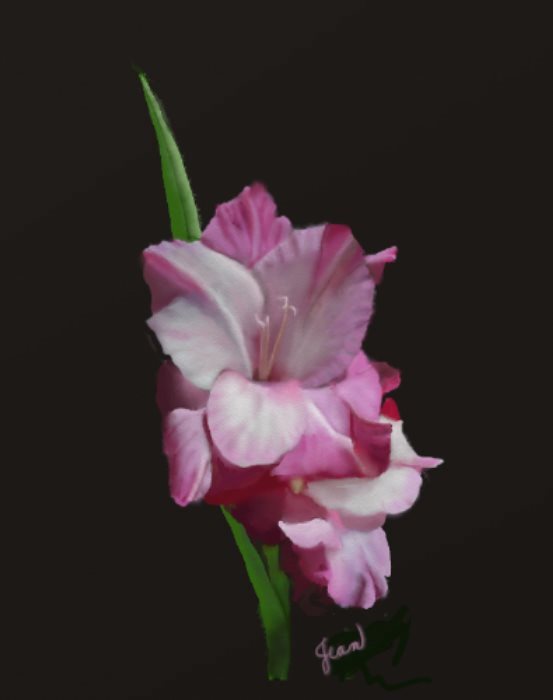 A Gladioli 