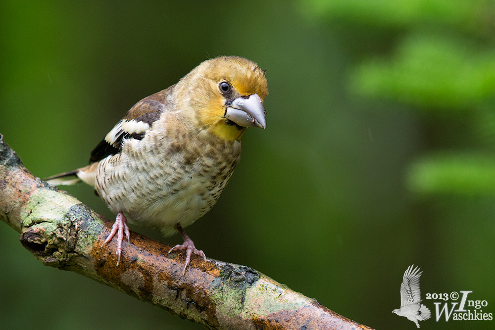 Juvenile male Hawfinch