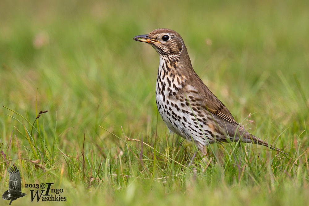 Adult Song Thrush (ssp.  hebridensis / clarkei )