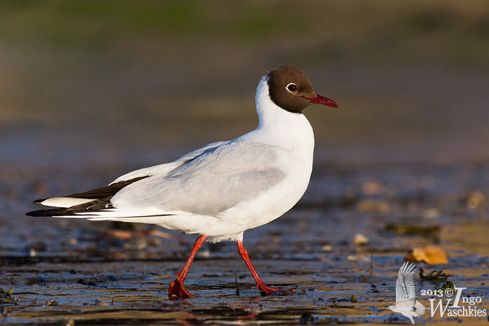 Adult Black-headed Gull in breeding plumage