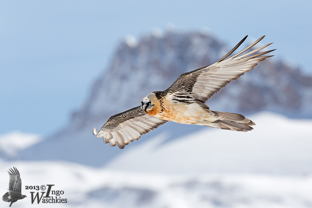 Adult Bearded Vulture