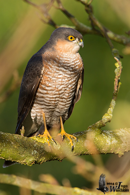 Adult male Eurasian Sparrowhawk (ssp.  nisus )