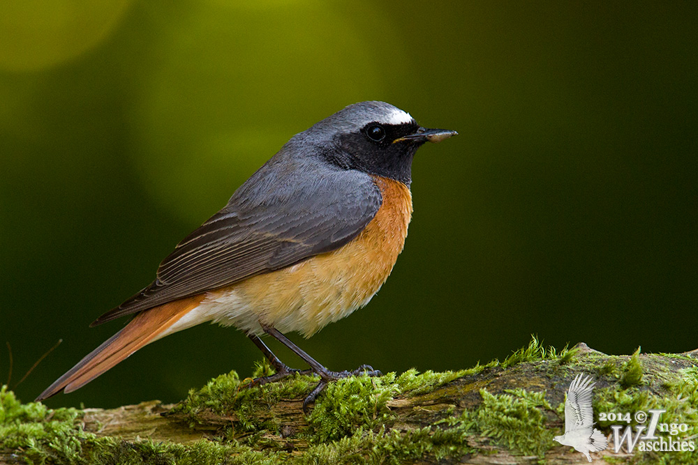 Adult male Common Redstart