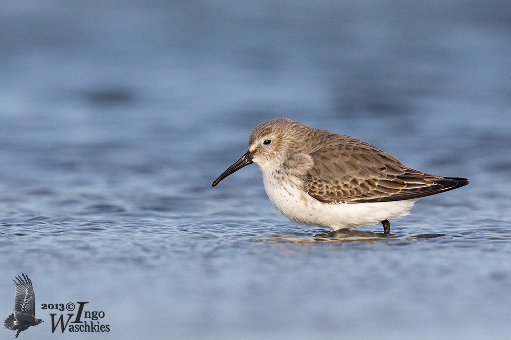 Dunlin