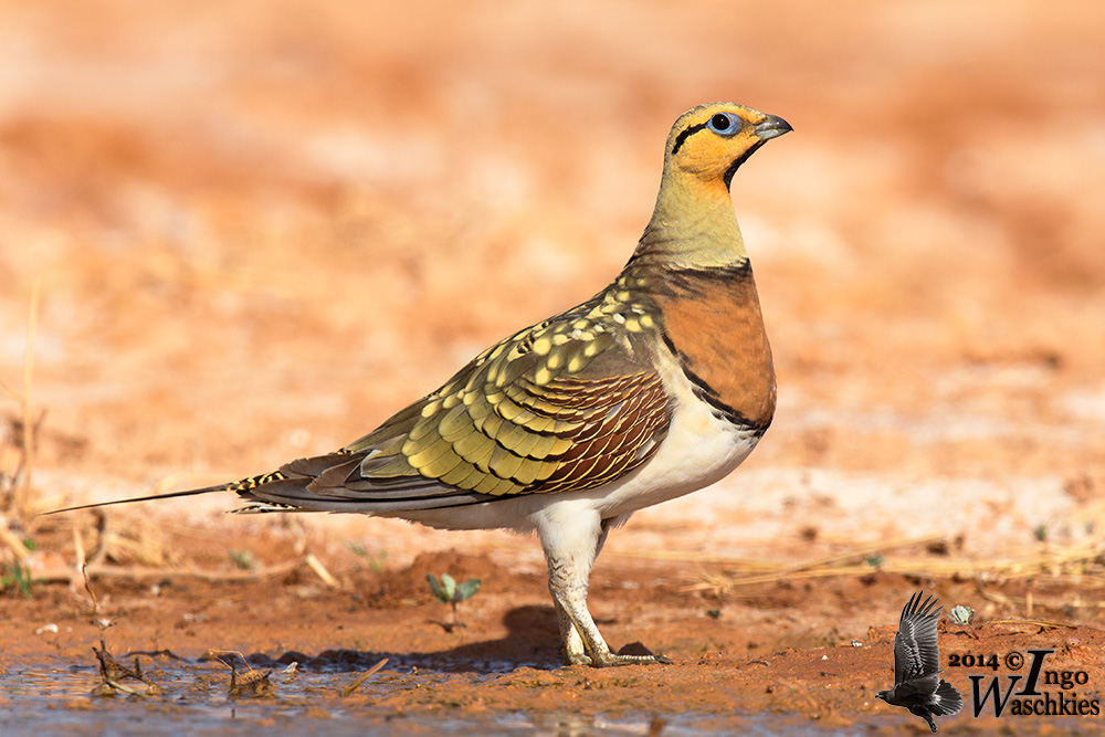 Adult male Pin-tailed Sandgrouse