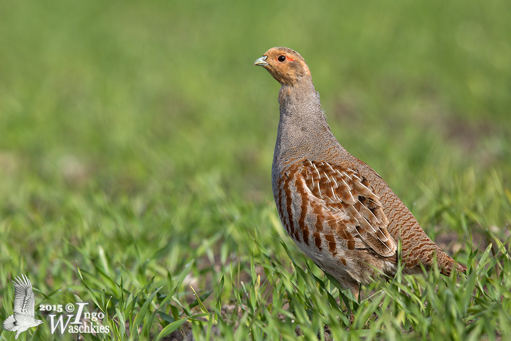 Adult male Grey Partridge