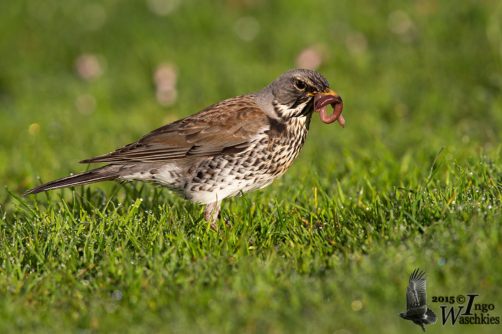 Adult Fieldfare