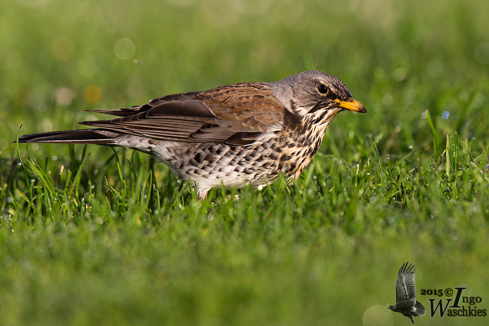 Adult Fieldfare