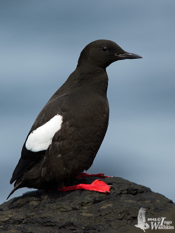 Adult Black Guillemot