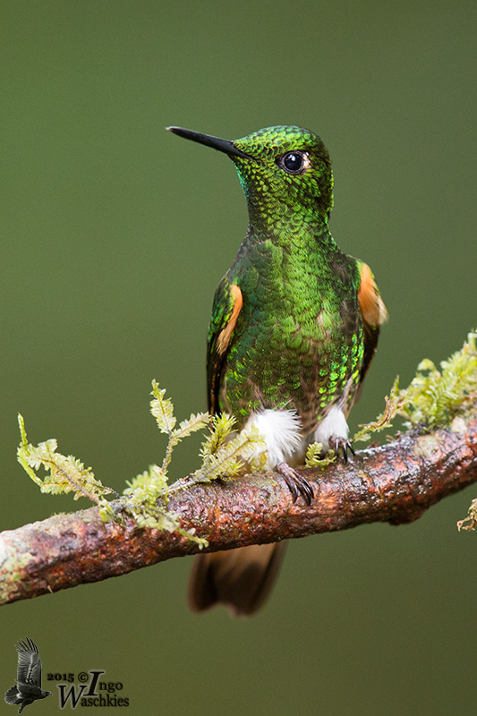 Trochilidae
