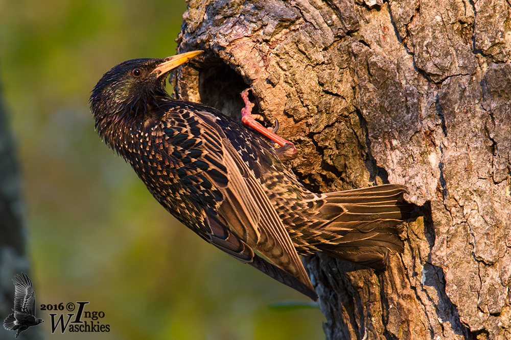 Adult Common Starling at nest