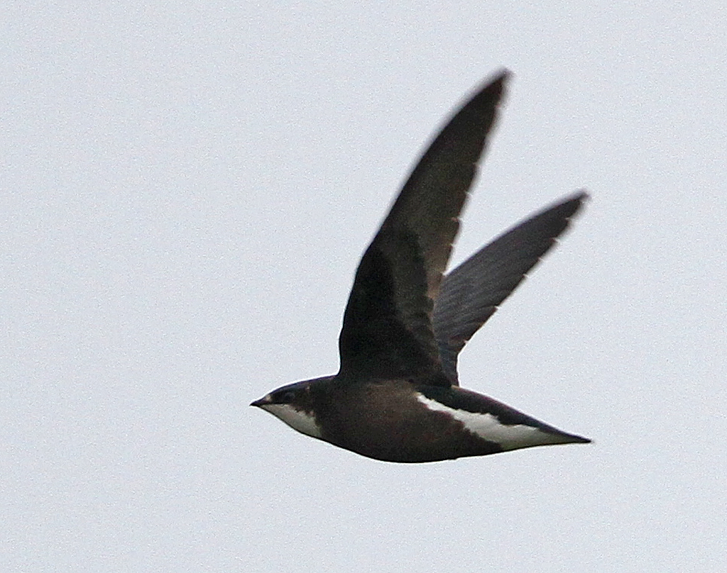 White-throated Needletail, Hirundapus caudacutus caudacutus