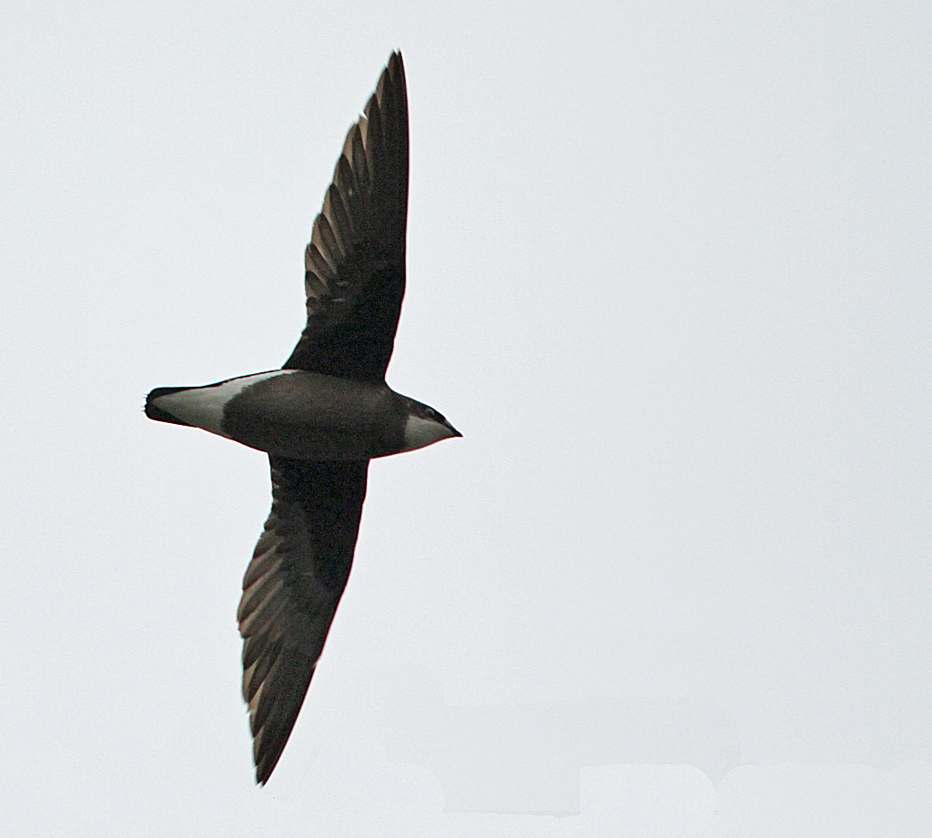 White-throated Needletail, Hirundapus caudacutus caudacutus