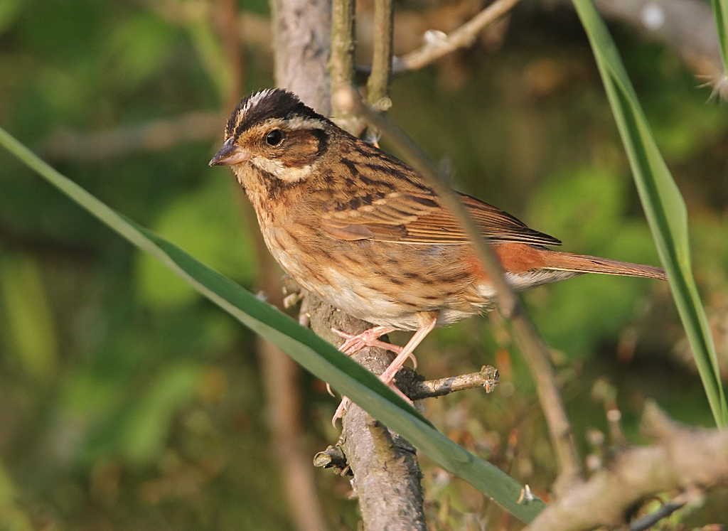 Tristrams Bunting, Emberiza tristrami