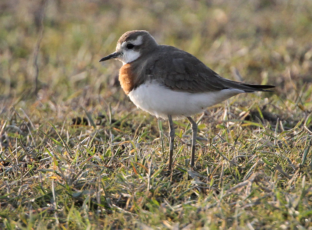 Caspian Plover, Charadrius asiaticus. Kaspisk pipare