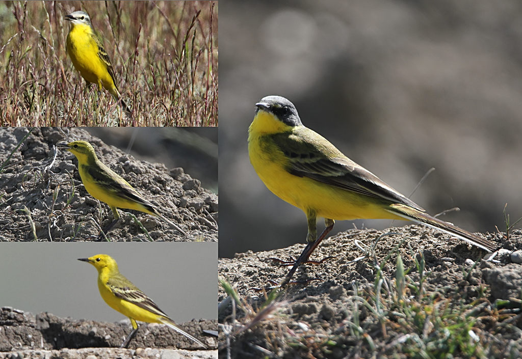 Yellow Wagtail, Motacilla flava Gulrla