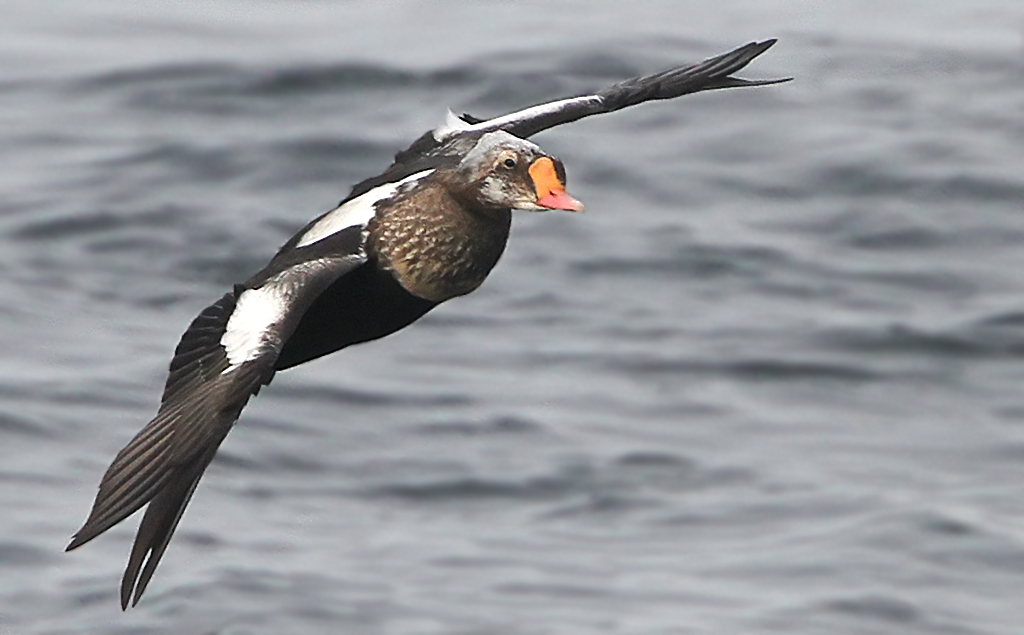 King Eider Somateria spectabilis, PRAKTEJDER