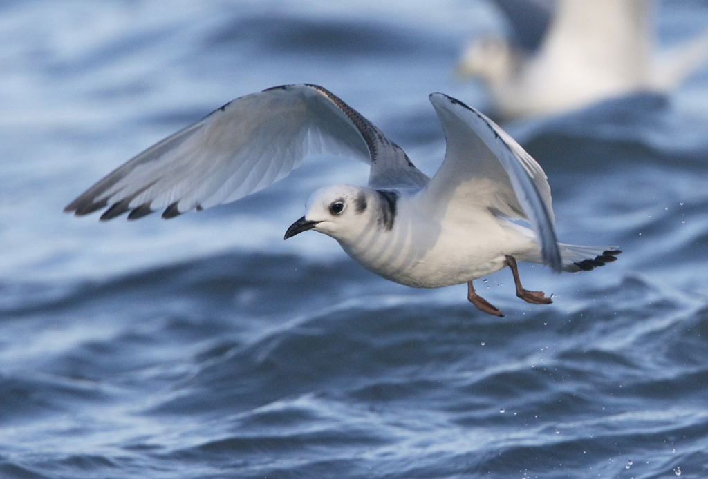 Black-legged Kittiwake Rissa tridactyla, Tretig ms