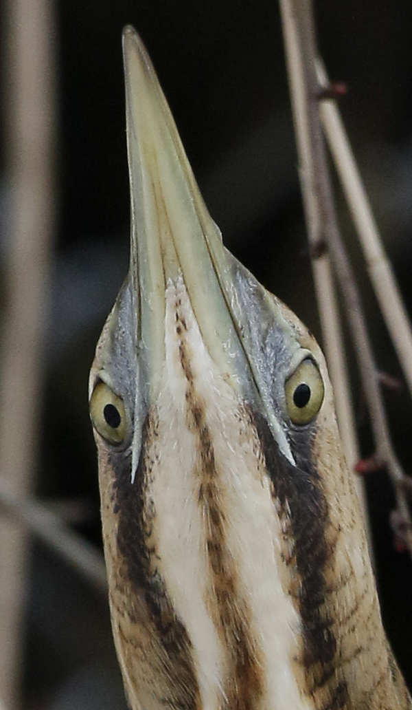 Eurasian Bittern Botarius stellaris, Rrdrom