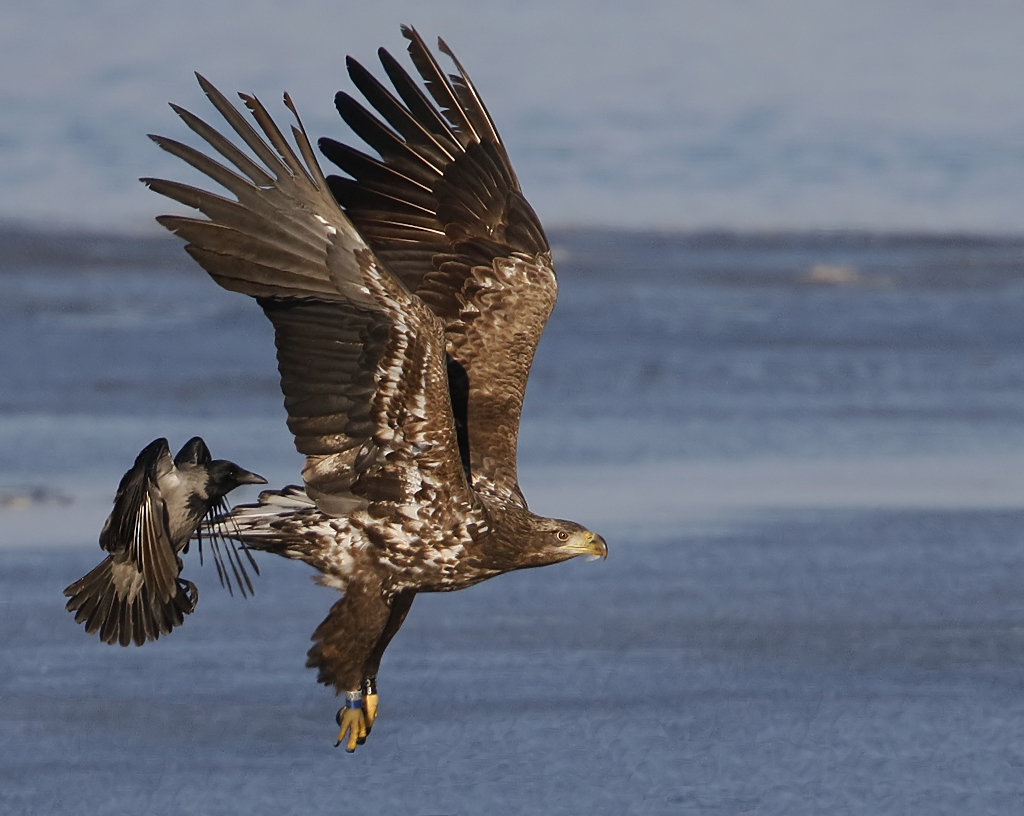 White-tailed Eagle Haliaeetus albicilla, Havsrn