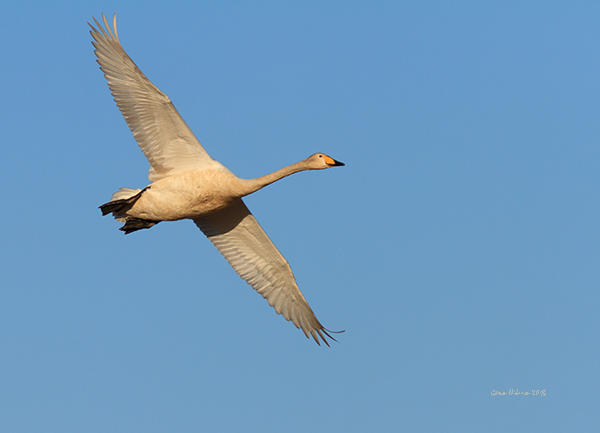 Sngsvan (Cygnus cygnus)