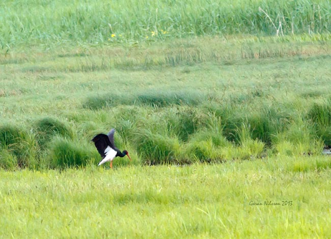 Svart Stork (Ciconia nigra)