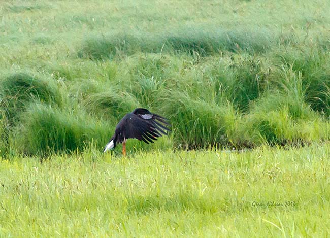 Svart Stork (Ciconia nigra)