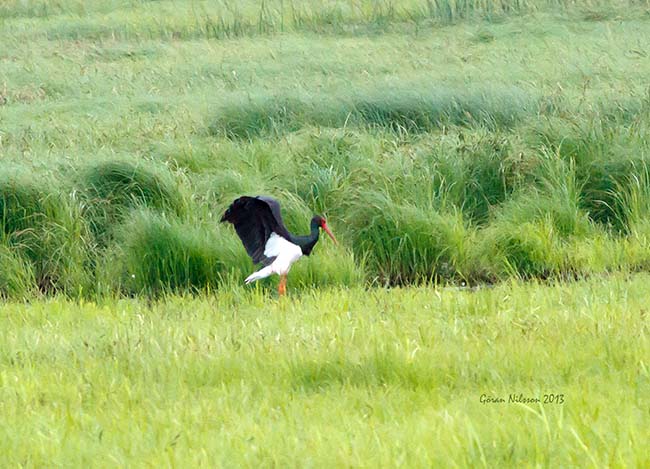 Svart Stork (Ciconia nigra)