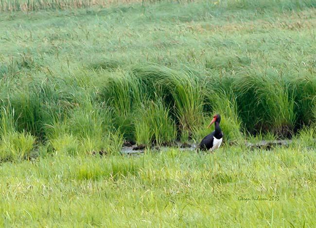 Svart Stork (Ciconia nigra)