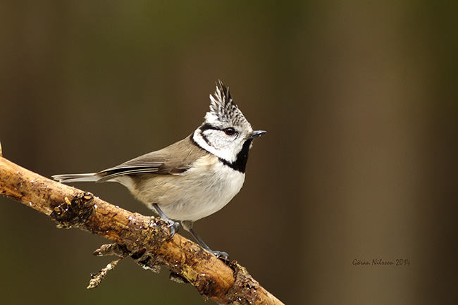 Tofsmes (Parus cristatus)