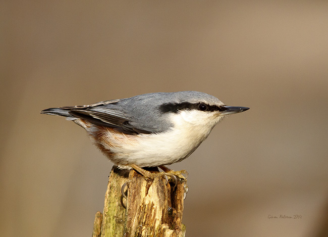 Ntvcka (Sitta europaea)