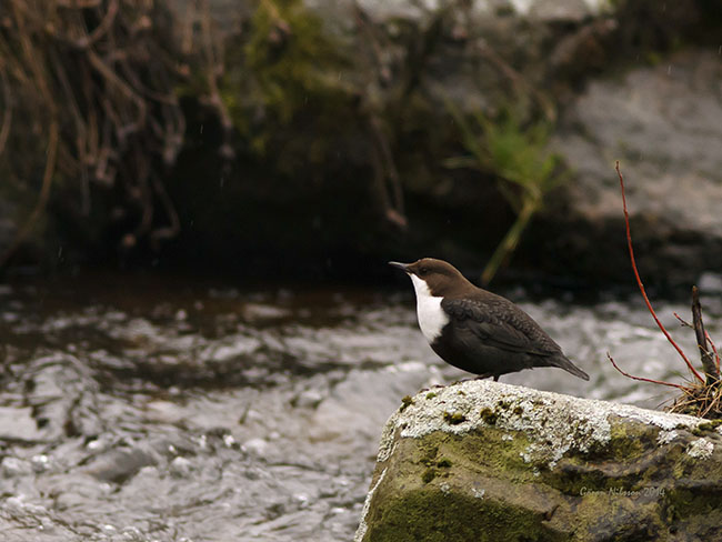 Strmstare (Cinclus cinclus)