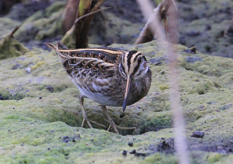 Jack Snipe  Dvrgbeckasin  (Lymnocryptes minimus)