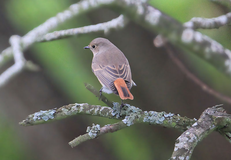 Common Redstart  Rdstjrt  (Phoenicurus phoenicurus)