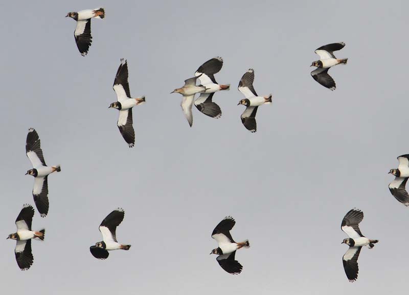 Lapwing  Tofsvipa  (Vanellus vanellus)