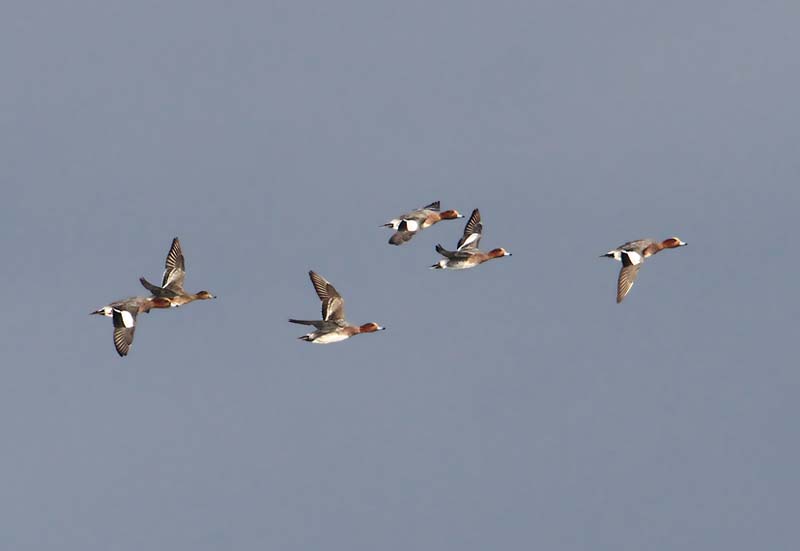 Wigeon  Blsand  (Anas penelope)