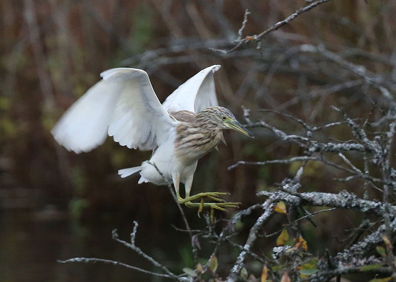 Squacco Heron  Rallhger  (Ardeola ralloides)