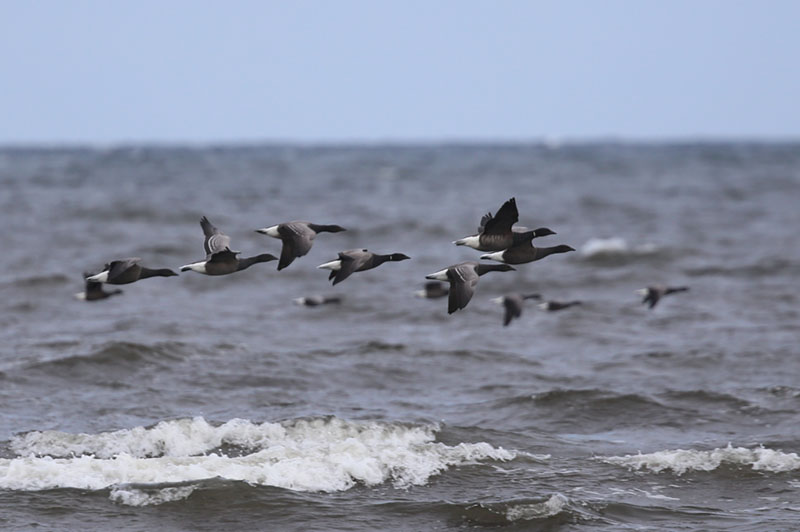 Brent Goose  Prutgs  (Branta bernicla)