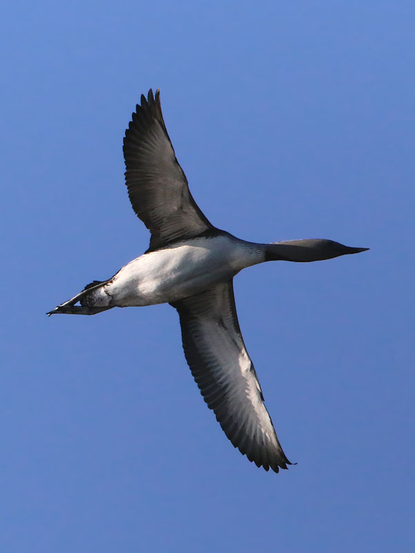 Red-throated Diver  Smlom  (Gavia stellata)