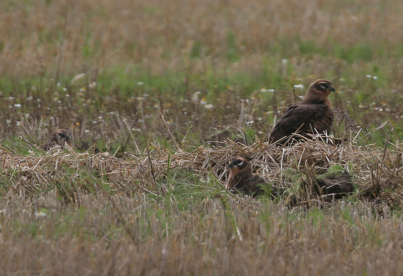 Montagus Harrier  ngshk  (Circus pygargus)