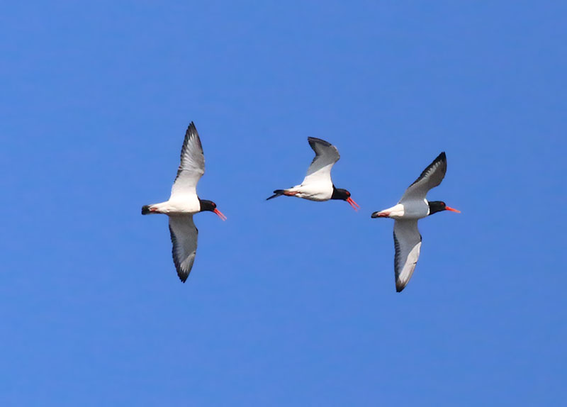 Eurasian Oystercatcher  Strandskata  (Haematopus ostralegus)