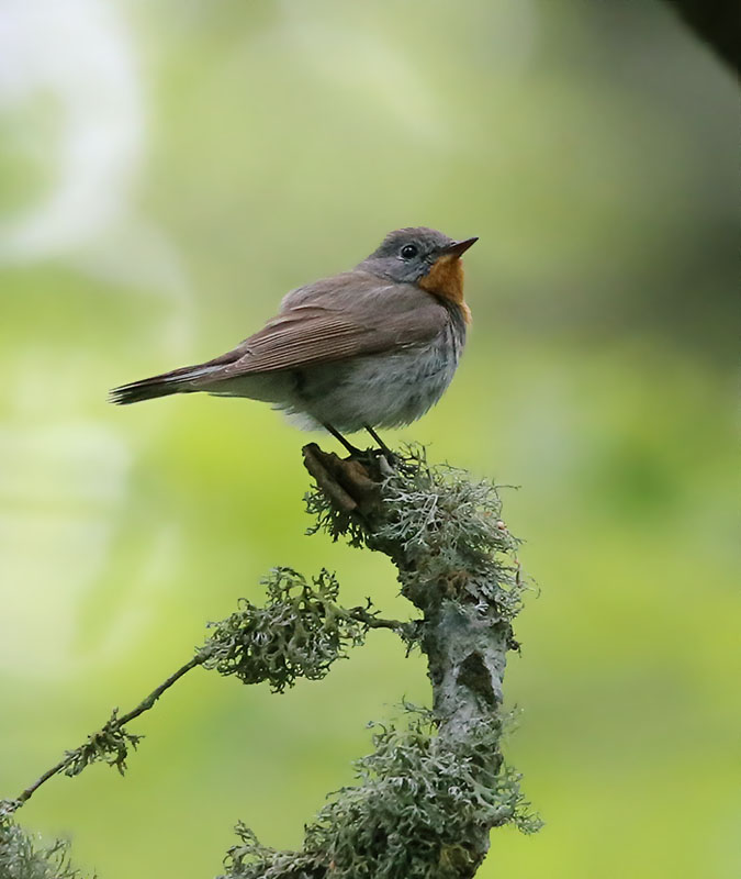 Red-breasted Flycatcher  Mindre flugsnappare  (Ficedula parva)