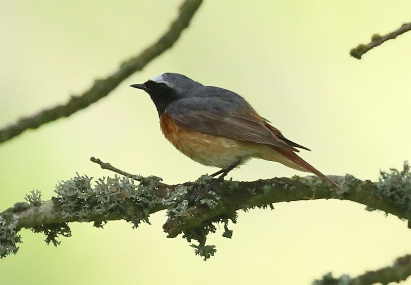 Common Redstart  Rdstjrt  (Phoenicurus phoenicurus)